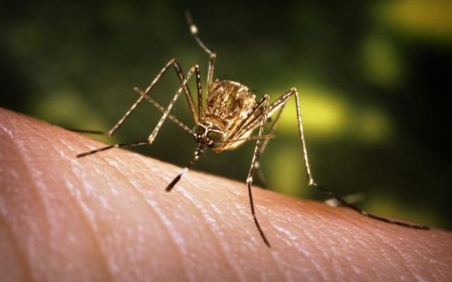 First West Nile Detection Reported
