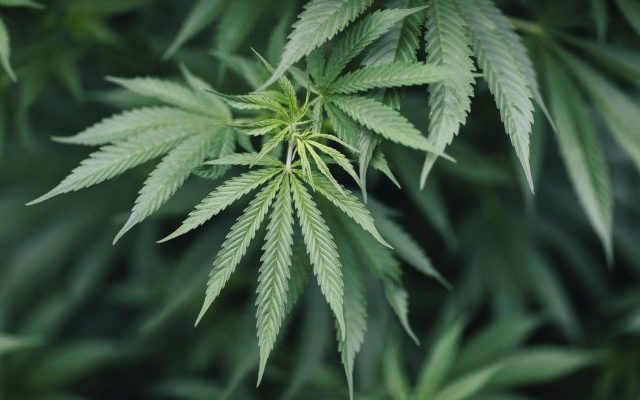 South Dakota judge rejects amendment legalizing marijuana