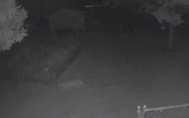 Mountain lion spotted in Brookings
